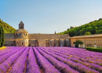 Provence: The charm and legend of the lavender land