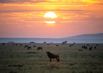 Kenya’s Masai Mara National Reserve: the wild heart of Africa