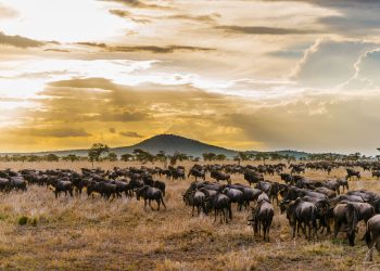 Serengeti: Rhythms of life and hymns to nature