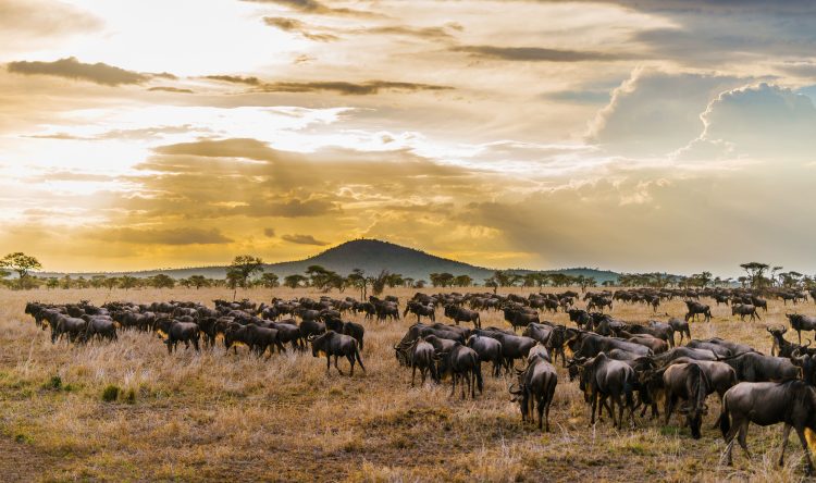 Serengeti: Rhythms of life and hymns to nature