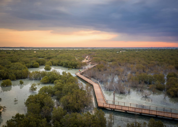 The Mangrove Sentinels at the Confluence: Gambia’s Natural Bastion