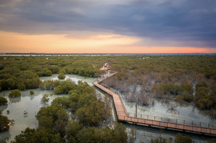 The Mangrove Sentinels at the Confluence: Gambia’s Natural Bastion