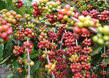 Javanese Jewel: Savoring Civet Coffee in Yogyakarta