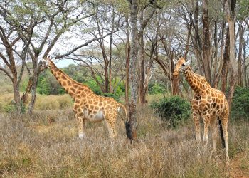 Beyond the Safari: Kenya’s Multifaceted Charms Await