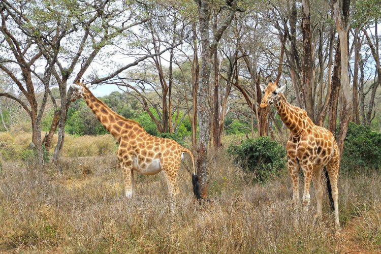 Beyond the Safari: Kenya’s Multifaceted Charms Await