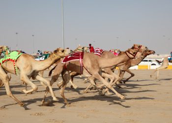 The Majestic Camel Races: A Timeless Tradition of the Desert