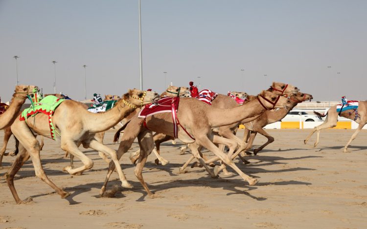 The Majestic Camel Races: A Timeless Tradition of the Desert