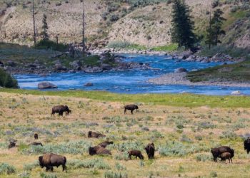 What Makes Yellowstone National Park the Ultimate Destination for Nature Enthusiasts?