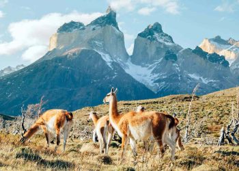 Exploring the Wild Beauty of Patagonia