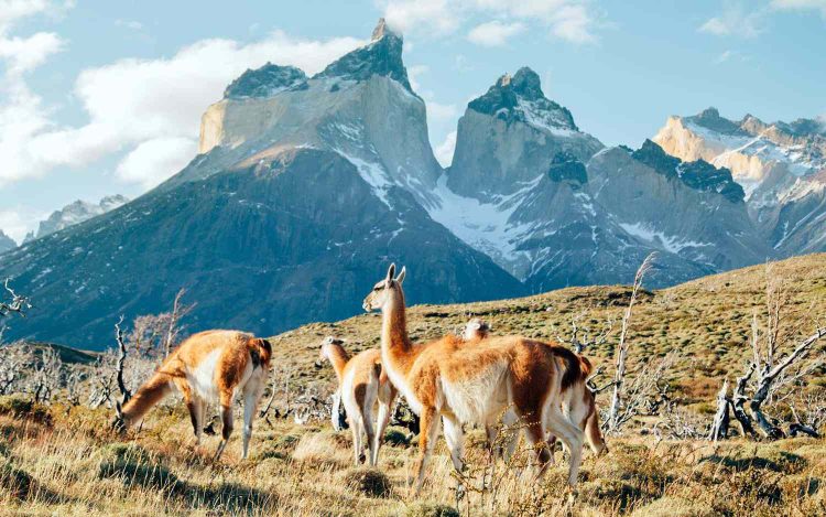 Exploring the Wild Beauty of Patagonia