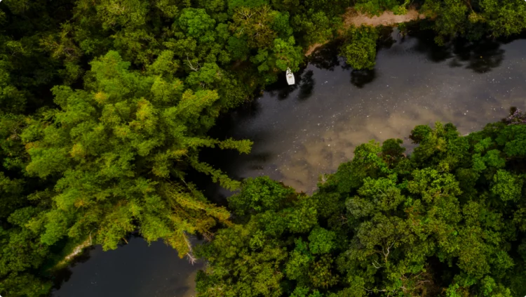 Why Is the Amazon Rainforest Central to Indigenous Cultures? Discover the Spiritual and Natural Importance of the Amazon
