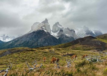 Why Should Patagonia Be Your Next Adventure Destination?