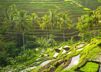 Why Are Bali and Santorini the World’s Most Picturesque Getaways?