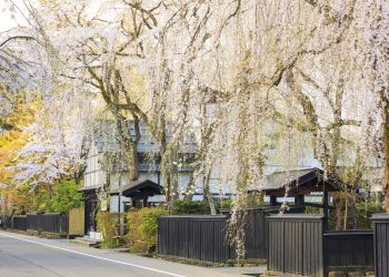 What’s Drawing Spiritual Travelers to Japan’s Mount Koya in 2024?