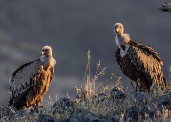 Why Is Serbia’s Uvac Canyon Overtaking Plitvice Among Nature Lovers?