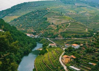 What Makes Portugal’s Alentejo the Next Big Wine Destination in 2025?