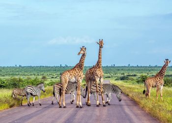 What Are the Essential Travel Hacks for Your First Trip to South Africa in 2024?