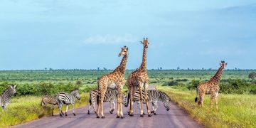 What Are the Essential Travel Hacks for Your First Trip to South Africa in 2024?