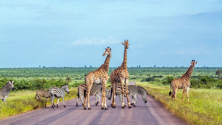 What Are the Essential Travel Hacks for Your First Trip to South Africa in 2024?